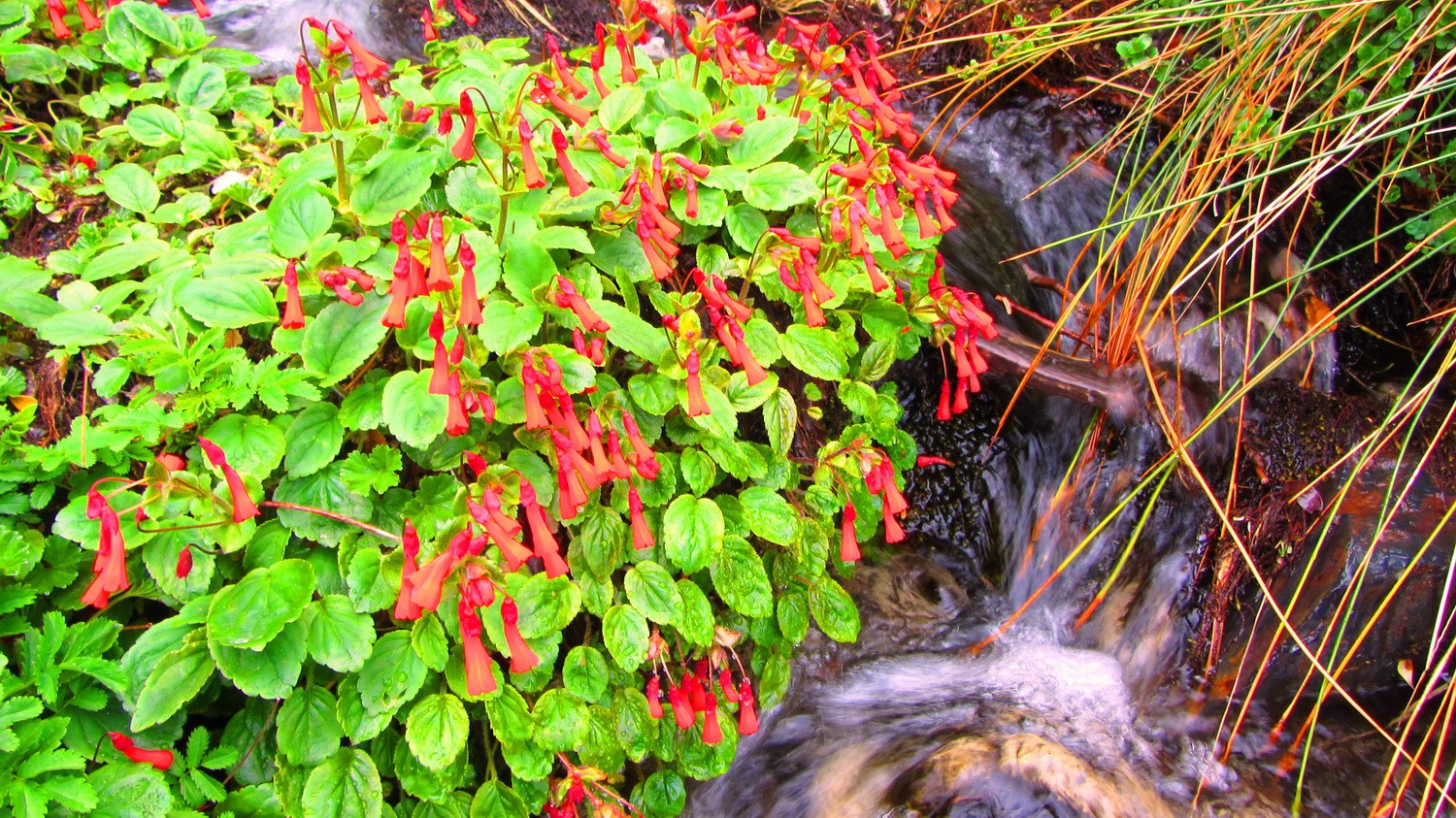 Red flowers in a stream